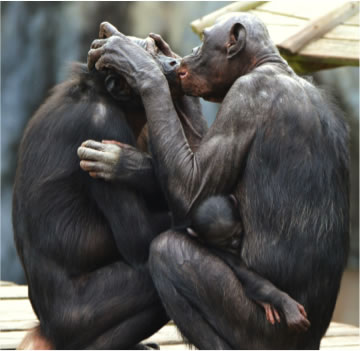 Bonobo Kiss